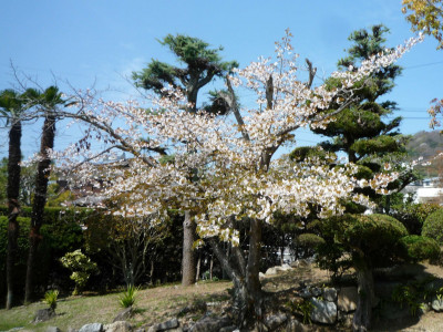 P1100831