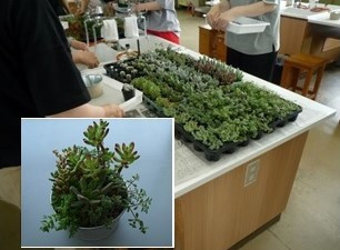 多肉植物 (2)